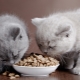 Bagaimana untuk memilih makanan kucing kering premium?