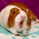 What sounds do guinea pigs make and what do they mean?
