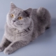 Kartezijanske mačke: značajke pasmine, priroda i pravila njege