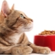 Clase de hrană pentru pisici: diferențe și nuanțe de alegere