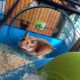 Hamsterkäfige: Typen, Auswahl und Anordnung