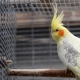 Cages for cockatiels: design, arrangement, installation and care