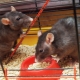 Kletke za podgane: značilnosti, izbor, oprema, nega