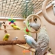 Klatki dla papużek falistych: dobór, rozmieszczenie, montaż i pielęgnacja
