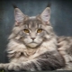 Nicknames for Maine Coons: how to name a boy?