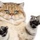 กรรไกรตัดเล็บสำหรับแมว: ชนิด คุณสมบัติของทางเลือกและการใช้งาน