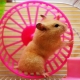 Roue de hamster : variétés, sélection et entraînement