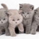 Futter für britische Kätzchen: Arten und Merkmale der Wahl