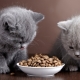 طعام للقطط والقطط التي تعاني من حساسية الهضم