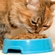Храна за първокласни котенца: състав, производители, съвети за избор