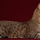 Usherova kočka: vlastnosti a pravidla držení