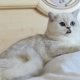 Stříbrná kočka činčily: popis a pravidla chovu