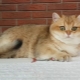 Zelta šinšillas kaķis: īpašības, izvēle un aizturēšanas apstākļi