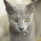 Mačke koje se ne linjaju: naziv i opis pasmine