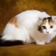 Americké kudrnaté kočky: vlastnosti, pravidla krmení a údržby