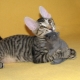 Sfinksas kaķi ar vilnu: vai viņi tur, kā tos sauc un kāpēc tas notiek?