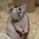 Plešaste podgane: značilnosti pasme in nasveti za nego