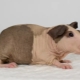 Babi guinea botak: ciri, baka dan kandungan