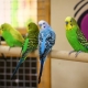 Малки папагали: видове, колко дълго живеят и как да се грижат?