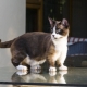 Munchkin: kaķu šķirnes apraksts, veidi un saturs