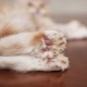 Maine Coons polydactic: features and rules of content