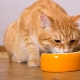 Bolehkah saya memberi kucing saya makanan kering dan basah pada masa yang sama?