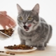 Este posibil să hrăniți o pisică doar cu hrană uscată și cum se face?