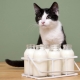 แมวสามารถรีดนมได้และมีข้อห้ามอย่างไร?
