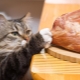 Can a cat be fed raw meat and what are the restrictions?