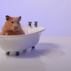 Este bine să faci baie hamsterilor și cum să o faci corect?