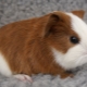 Can guinea pigs be bathed and how to do it correctly?