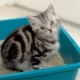 Plnidlá podstielky pre mačky: odrody a jemnosti použitia
