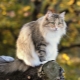 Norská lesní kočka: popis, údržba a chov
