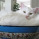Recenze bílých koček plemene Turecká angora