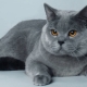 Zilo britu kaķu apraksts un to kopšanas smalkumi