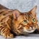 Toyger kaķu apraksts, būtība un saturs