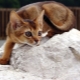 Popis povahy a zvyků habešských koček