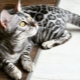 Popis a pravidla pro chov bengálských šedých koček