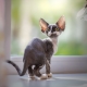 Beschreibung und Pflege von Devon Rex Katzen