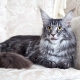 Description and content of gray Maine Coons