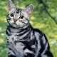 Popis plemen amerických koček a jejich obsahu
