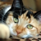 Trispalvių kačių veislių aprašymas ir priežiūra