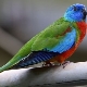 Описание на видовете тревни папагали и правилата за тяхното поддържане