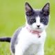 Нашийници за котки: видове, избор и характеристики на употреба