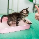 Характеристики на антигадин за котки и правила за употребата му