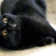 Britu melno kaķu īpašības, raksturs un saturs
