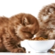 Tính năng và xếp hạng của thức ăn vật nuôi siêu cao cấp cho mèo con