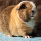 Features of Teddy guinea pigs and the rules for their maintenance