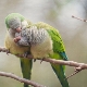 Features of Quaker parrots