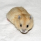 Características de reprodução de hamsters Dzungarian